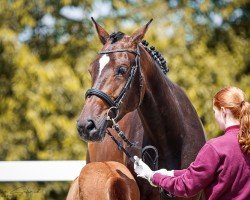 Zuchtstute Pandora's Q (KWPN (Niederländisches Warmblut), 2020, von Conthargos)