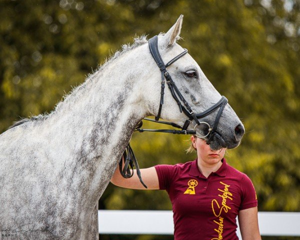 Zuchtstute Umay (Deutsches Sportpferd, 2012, von Ciaco's Son S)