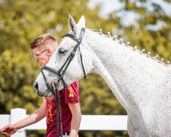 broodmare Pennsylvania GE (German Sport Horse, 2007, from Cornet Obolensky)