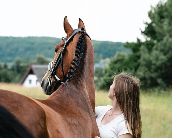 Pferd Celony D (KWPN (Niederländisches Warmblut), 2007, von Patijn)