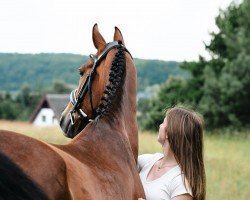 Pferd Celony D (KWPN (Niederländisches Warmblut), 2007, von Patijn)