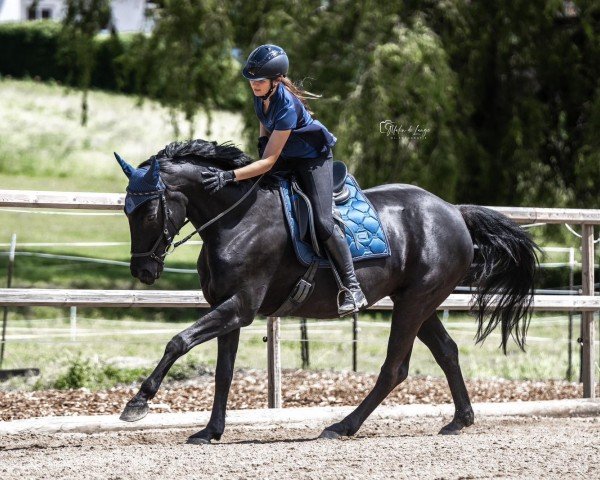 broodmare Elisa 88 (Hanoverian, 2006, from Embassy I)