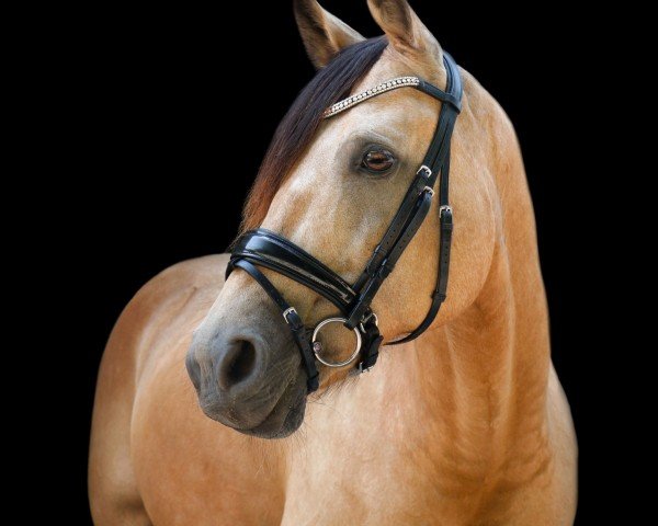 Pferd Dox Baron (Nederlands Rijpaarden en Pony, 2008, von Baron)