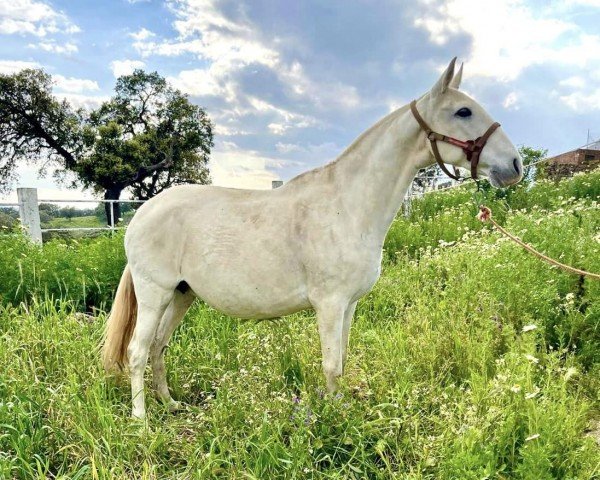 Zuchtstute Cigana (Lusitano, 2007, von Icaro)