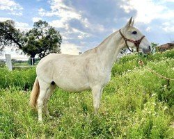 Zuchtstute Cigana (Lusitano, 2007, von Icaro)