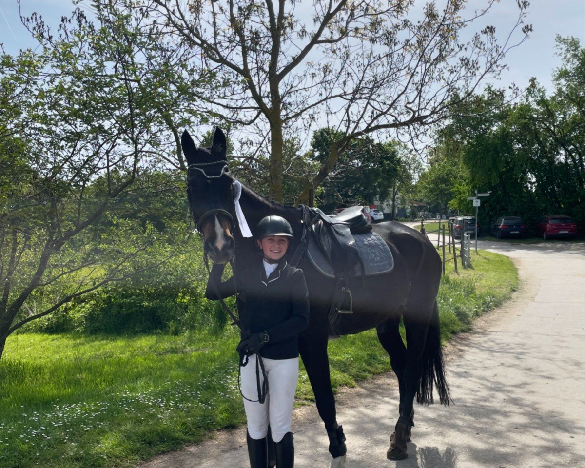 Springpferd Carlo 371 (Deutsches Sportpferd, 2005, von Casander)