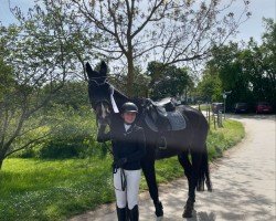 jumper Carlo 371 (German Sport Horse, 2005, from Casander)