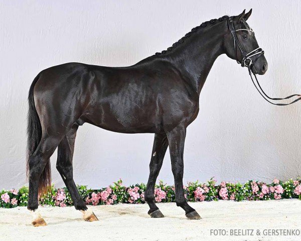 dressage horse Solomeo (Hanoverian, 2021, from So Unique)