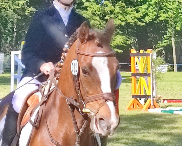 dressage horse Chico (German Riding Pony, 2016, from Coelenhage's Amor)