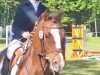 dressage horse Chico (German Riding Pony, 2016, from Coelenhage's Amor)