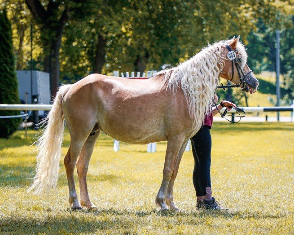 Zuchtstute Eila (Haflinger, 2009, von Naiv-Sohn (2,73% ox))