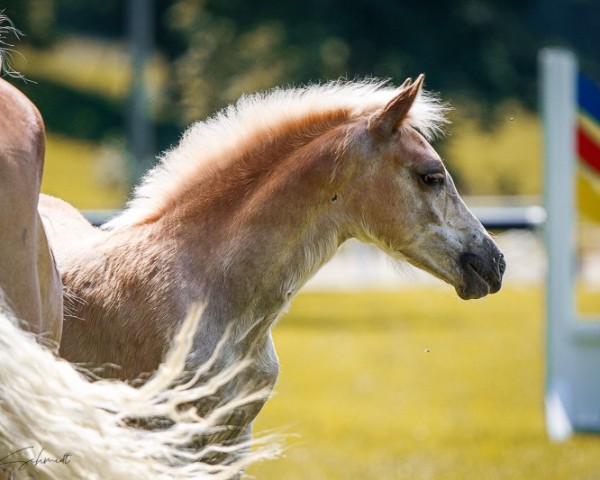 foal by Hengst von Abraxas / Naiv-Sohn (1.960 % ox) (Edelbluthaflinger, 2024, from Abraxas)