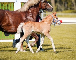 foal by Stute von Rubinrot / Rocky (Black Forest Horse, 2024, from Rubinrot)