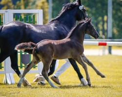 foal by Stute von Meisterhofs D'Artagnan / Trevallion Harry Potter (Welsh-Cob (Sek. D), 2024, from Meisterhofs D'Artagnan)