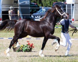 Deckhengst Meisterhofs D'Artagnan (Welsh-Cob (Sek. D), 2018, von Glantraeth The Dominator)