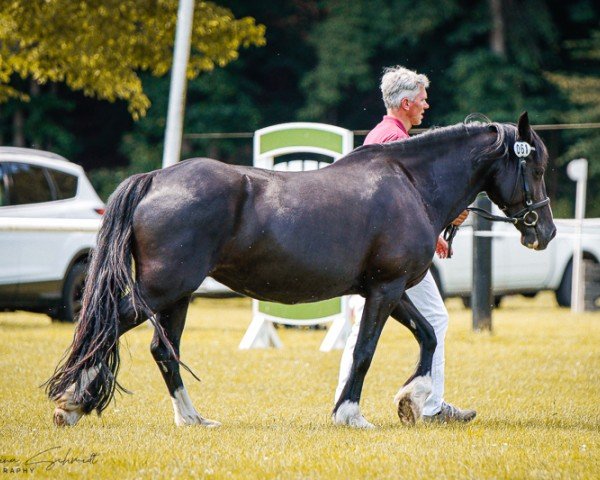 broodmare Osterlands Ramira (Welsh-Cob (Sek. C), 2015, from Trevallion Harry Potter)