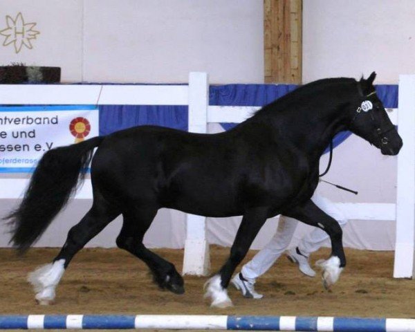 stallion Trevallion Harry Potter (Welsh-Cob (Sek. D), 2008, from Trevallion Black Harry)