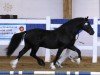 stallion Trevallion Harry Potter (Welsh-Cob (Sek. D), 2008, from Trevallion Black Harry)