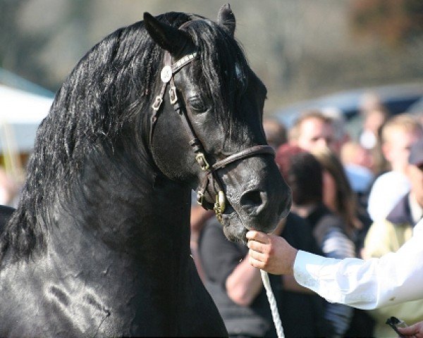 Deckhengst Trevallion Black Harry (Welsh-Cob (Sek. D), 2004, von Trevallion Harry)