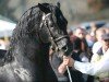 stallion Trevallion Black Harry (Welsh-Cob (Sek. D), 2004, from Trevallion Harry)