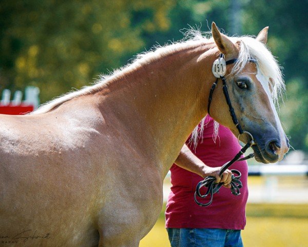 Zuchtstute Bonny (Edelbluthaflinger, 2018, von Nearly Perfect B (5,27% ox))