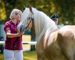 broodmare Lilli Marlen (Edelbluthaflinger, 2016, from Novellino (16,80% ox))