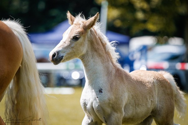 foal by Stute von München 2010 / Novellino (7.520 % ox) (Edelbluthaflinger, 2024, from München 2010 (5,47% ox))