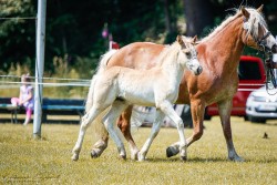 foal by Hengst von Wendelin / Armando-Night (Haflinger, 2024, from Wendelin)