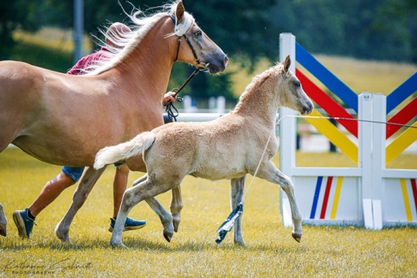 foal by Hengst von Sammi / Nearly Perfect B (Edelbluthaflinger, 2024, from Sammi (6,25% ox))