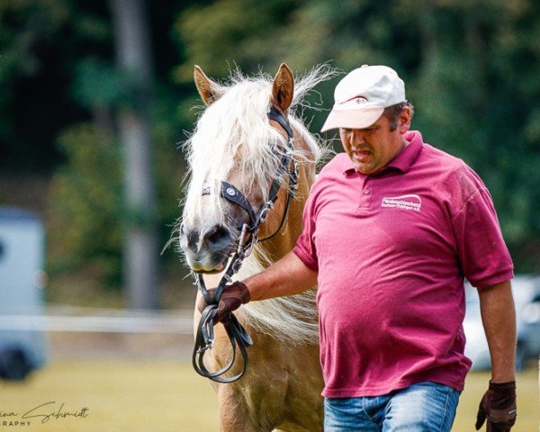 Zuchtstute Notting´s Graziella (Haflinger, 2018, von El.H. Notting Hill)