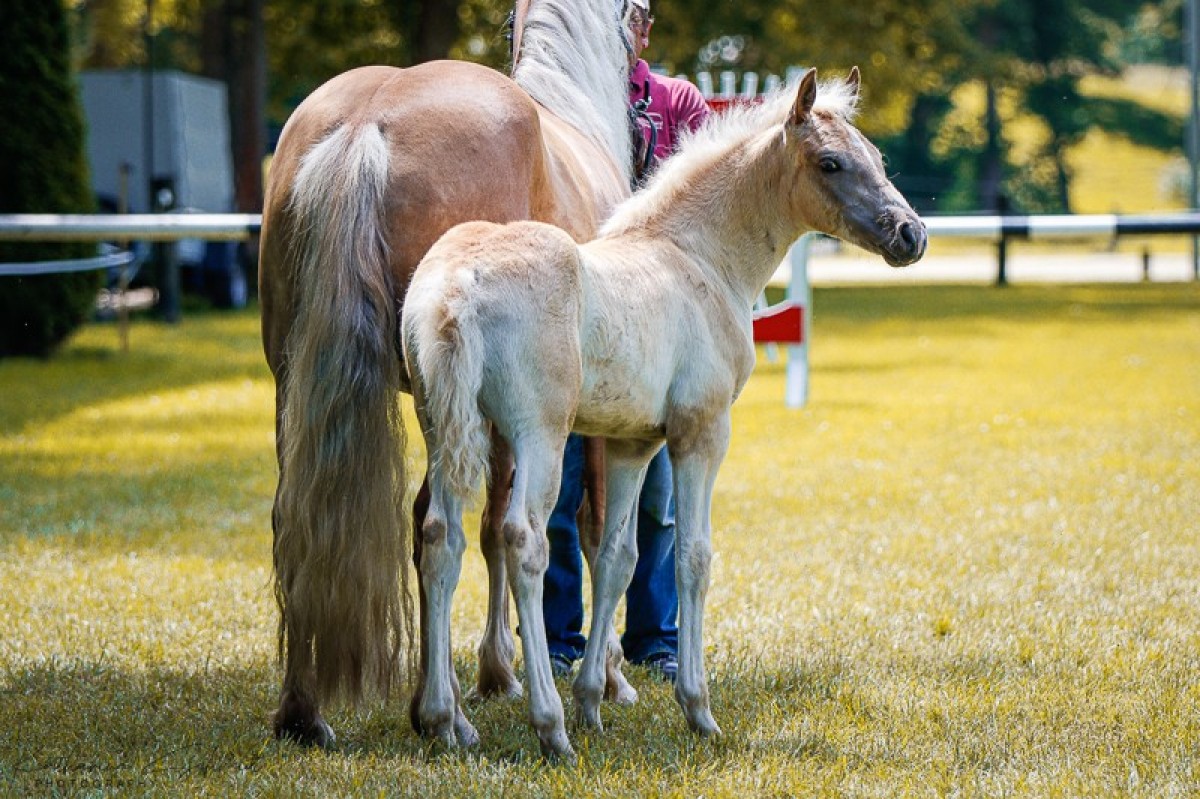 horse Stute von Neuglanz / Notting Hill (Haflinger, 2024, from Neuglanz)