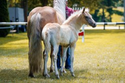 foal by Stute von Neuglanz / Notting Hill (Haflinger, 2024, from Neuglanz)