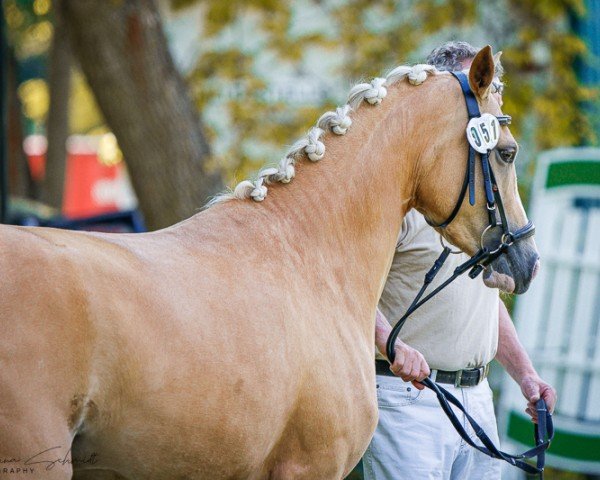 Zuchtstute La Suka WLP (Deutsches Reitpony, 2020, von FS Mr. Right)