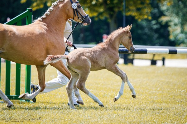 Fohlen von Stute von FS Day By Day / FS Mr.Right (Deutsches Reitpony, 2024, von FS Day By Day)