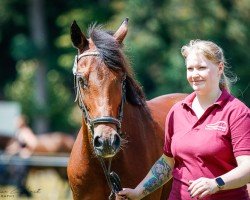 Zuchtstute Pandora-STEF (Deutsches Reitpony, 2005, von Pole Position - Wengelo's Olaf)