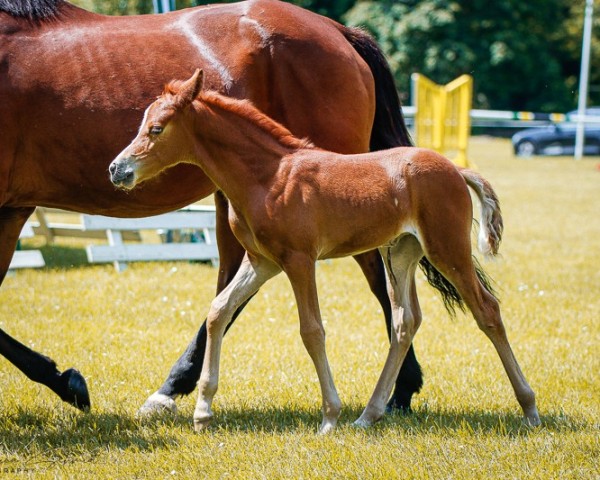 Fohlen von Stute von Der kleine Leonardo P / Pole Position (Deutsches Reitpony, 2024, von Der Kleine Leonardo)