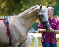 Zuchtstute Francis (Deutsches Reitpony, 2005, von Sir Charles)