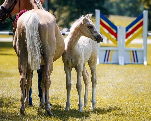 foal by Stute von Der kleine Leonardo P / Sir Charles (German Riding Pony, 2024, from Der Kleine Leonardo)