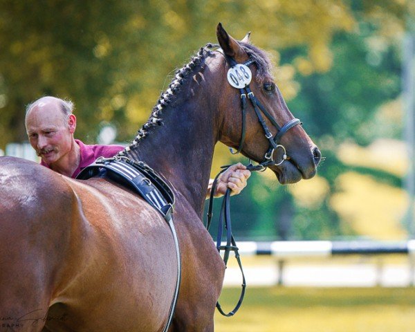 broodmare Azura (German Riding Pony, 2018, from Nasrim)