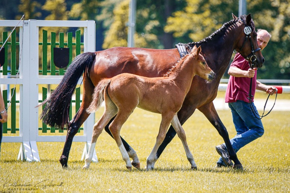 dressage horse Hengst von Der kleine Leonardo P / Nasrim (German Riding Pony, 2024, from Der Kleine Leonardo)