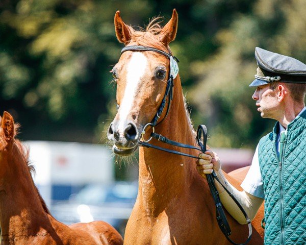 Zuchtstute Klarissa (Deutsches Reitpony, 2010, von Walou)