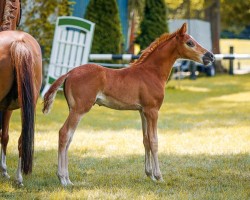 Fohlen von Hengst von Grando / Walou (Deutsches Reitpony, 2024, von Grando)