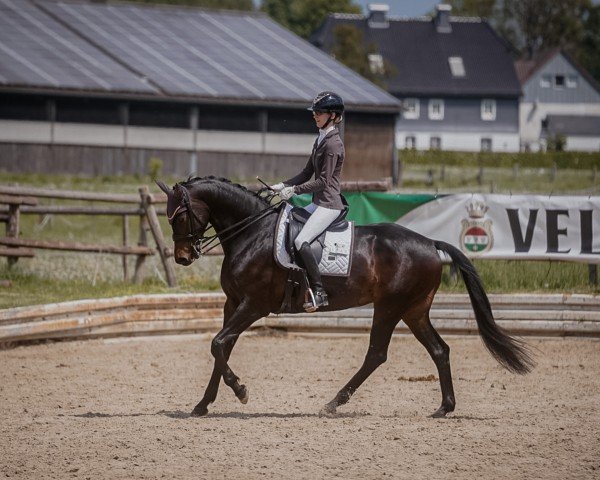 dressage horse Vainqueurs Rose Noire (Westphalian, 2017, from Vainqueur)