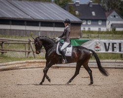 dressage horse Vainqueurs Rose Noire (Westphalian, 2017, from Vainqueur)