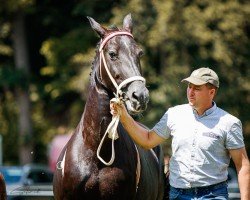 broodmare Alina 467 (Sachs-door. Heavy Warmbl., 2010, from Ellington)