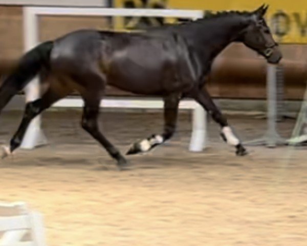 broodmare Elenia Nikita (Oldenburg, 2019, from Escamillo)