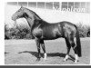 stallion Napoleon (Holsteiner, 1962, from Nautilus xx)