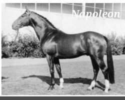 stallion Napoleon (Holsteiner, 1962, from Nautilus xx)