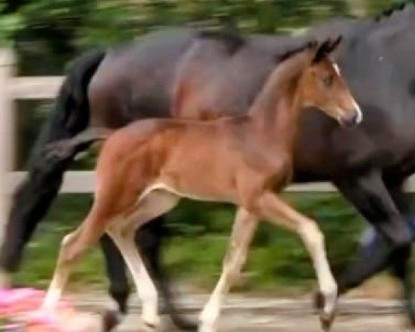 foal by Hengst von Escaneno / Riverside (Hanoverian, 2024, from Escaneno)