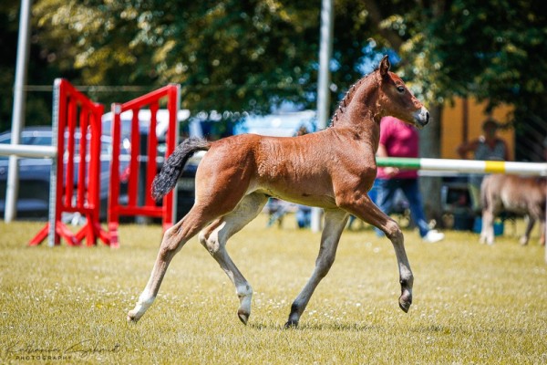 foal by Stute von Valenzio / Ellington (Sachs-door. Heavy Warmbl., 2024, from Valenzio)